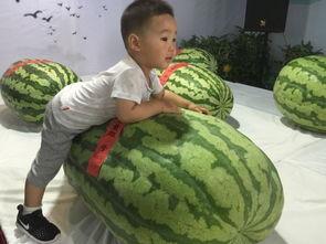 德国吃瓜事件,一场引发国际关注的误会风云