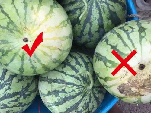 直线吃瓜,揭秘瓜界新潮流