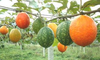 糖人吃吊瓜,甜蜜艺术新体验