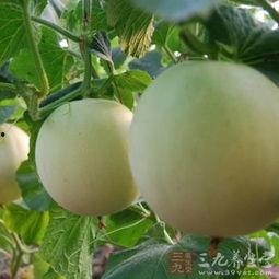 吃瓜过敏喉咙痒,揭秘过敏源与应对策略