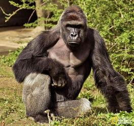 大猩猩吃瓜照片高清,高清镜头捕捉自然瞬间