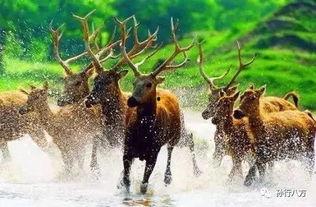 麋鹿日记吃瓜,揭秘吃瓜背后的生态奥秘