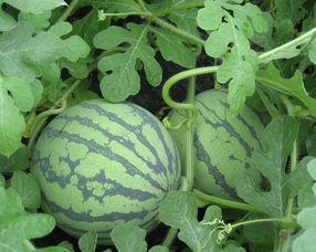 怀孕可以吃西子瓜吗,西子瓜在孕期是否适宜食用