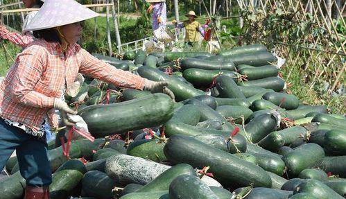 吃什瓜下火,吃什瓜下火，清凉一夏