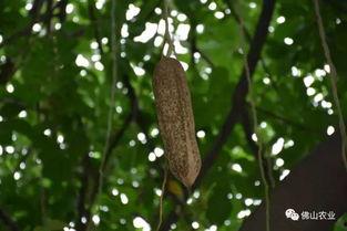 树上吊瓜怎么吃