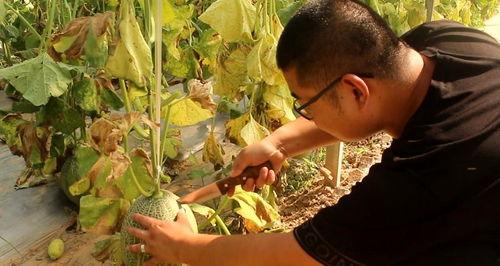 手拿哈密瓜吃,手拿哈密瓜，尽享清凉时光