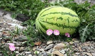 苏州地区吃瓜视频