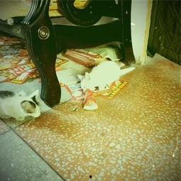 吃小白的瓜,背后的故事与魅力