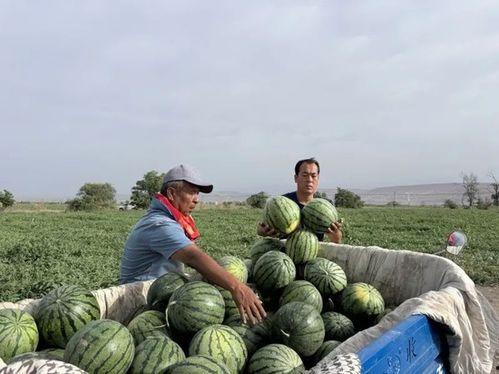 西安吃瓜的季节,尽享清凉美食之旅